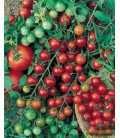 Tomate Super Sweet 100 F1