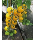 Tomate Golden Pearl F1