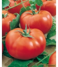 Tomate Fournaise F1