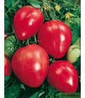 Tomate Cuor Di Bue (Coeur de Boeuf)