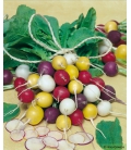 Radis Couleur Mix Saxa, Zlata, Viola et Albena