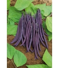 Haricot Nain en mélange Castandel - Amethyst - Fructidor
