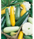 Courgettes et Pâtissons en mélange
