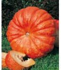 Potiron Rouge Vif d'Etampes