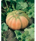 Courge Musquée de Provence BIO