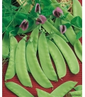 Pois mangetout Norli