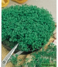 Cresson Alénois Frisé BIO © Images protégées téléchargement interdit !