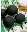 Radis Noir Rond d'hiver