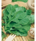 Roquette Cultivée (Rauke) BIO