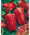 Poivron Reina F1