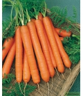 Carotte Presto F1 - Primeur