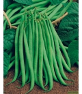 Haricot mangetout nain Delinel