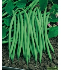 Haricot mangetout nain Ferrari