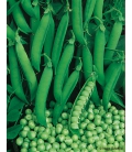 Pois petit provencal Format ECO