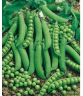 Graines de Pois Merveille de Kelvedon