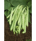Haricot Nain Mangetout Dulcina