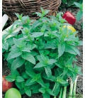 Menthe Verte