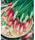 Ciboule Commune Rouge
