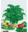 Persil frisé vert foncé BIO