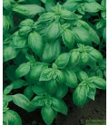 Basilic Grand Vert
