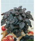 Basilic Pourpre Rubin