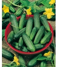Cornichon Petit de Paris Format ECO