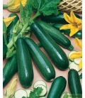 Courgette Black Beauty