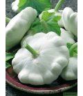 Pâtisson Custard White