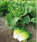 Laitue Mini Romaine Xanadu Type Sucrine ©Images protégées téléchargement interdit !