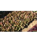 Laitue Romaine Rouge Ovired ©Images protégées téléchargement interdit !