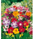 Fleurs Grimpantes en Mélange