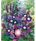 Fleurs pour Bouquets Bleus