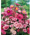 Fleurs pour Bouquets Roses