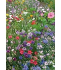 Fleurs pour gazon japonais