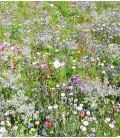 Mélange Biodiversité Plantes Utiles - Pluriannuelles - Format ECO