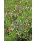Mélange Biodiversité Plantes Utiles - Pluriannuelles - Format ECO