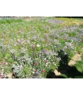 Mélange de Fleurs Champêtres - Format ECO