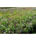 Mélange de Plantes Mellifères - Format ECO