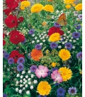 Fleurs pour Papillons - Format ECO