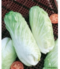 Graines de Chicorée à Feuilles Ameliorée Pain de Sucre "Zuckerhut"