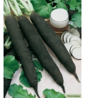 Radis Noir Gros Long d'Hiver
