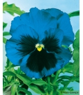 Pensée Géante Suisse Bleue Lac des Alpes