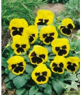 Pensée Géante Suisse Jaune à Coeur Noir Or du Rhin
