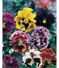 Pensée à Grandes Fleurs Ondulées