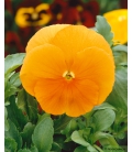 Pensée Géante Suisse Soleil Orange