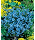 Myosotis Nain Compact Bleu Ultra Marine Vergissmeinnicht