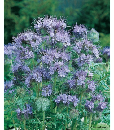 Graines de Phac&eacute;lie - Phacelia Stala 