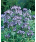 Graines de Phacélie - Phacelia Stala 