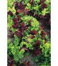 Mesclun Baby-Leaf BIO - © Image protégée téléchargement interdit !