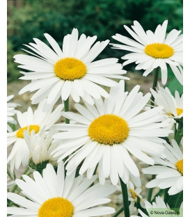 Chrysanth&egrave;me Alaska Grande Marguerite Blanche &copy; Image prot&eacute;g&eacute;e t&eacute;l&eacute;chargement interdit !
